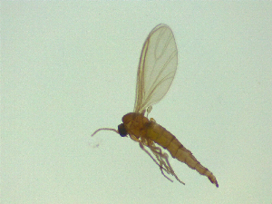  ( - NZAC03045106)  @11 [ ] No Rights Reserved (2025) Unspecified Landcare Research, New Zealand Arthropod Collection