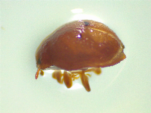  ( - NZAC03045132)  @11 [ ] No Rights Reserved (2025) Unspecified Landcare Research, New Zealand Arthropod Collection