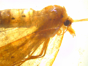  (Ischalis - NZAC03046555)  @11 [ ] No Rights Reserved (2025) Unspecified Landcare Research, New Zealand Arthropod Collection