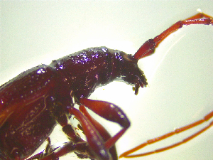  ( - NZAC03046649)  @11 [ ] No Rights Reserved (2025) Unspecified Landcare Research, New Zealand Arthropod Collection