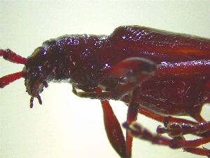  ( - NZAC03046654)  @11 [ ] No Rights Reserved (2025) Unspecified Landcare Research, New Zealand Arthropod Collection