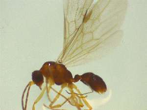  ( - NZAC03046681)  @11 [ ] No Rights Reserved (2025) Unspecified Landcare Research, New Zealand Arthropod Collection