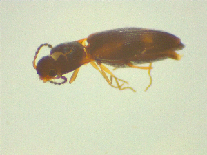  ( - NZAC03046690)  @11 [ ] No Rights Reserved (2025) Unspecified Landcare Research, New Zealand Arthropod Collection