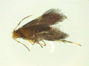  ( - NZAC03046714)  @11 [ ] No Rights Reserved (2025) Unspecified Landcare Research, New Zealand Arthropod Collection