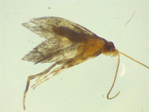  ( - NZAC03046756)  @11 [ ] No Rights Reserved (2025) Unspecified Landcare Research, New Zealand Arthropod Collection