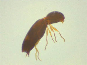  ( - NZAC03046773)  @11 [ ] No Rights Reserved (2025) Unspecified Landcare Research, New Zealand Arthropod Collection