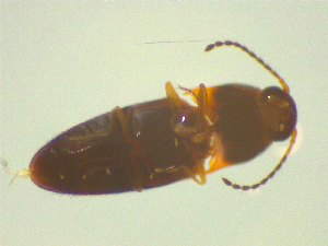  ( - NZAC03046778)  @11 [ ] No Rights Reserved (2025) Unspecified Landcare Research, New Zealand Arthropod Collection