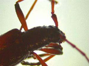  ( - NZAC03046800)  @11 [ ] No Rights Reserved (2025) Unspecified Landcare Research, New Zealand Arthropod Collection