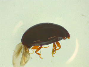  ( - NZAC03046809)  @11 [ ] No Rights Reserved (2025) Unspecified Landcare Research, New Zealand Arthropod Collection