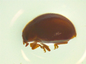  (Adoxellus - NZAC03046819)  @11 [ ] No Rights Reserved (2025) Unspecified Landcare Research, New Zealand Arthropod Collection