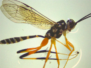  ( - NZAC03046858)  @11 [ ] No Rights Reserved (2025) Unspecified Landcare Research, New Zealand Arthropod Collection