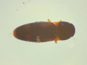  ( - NZAC03046917)  @11 [ ] No Rights Reserved (2025) Unspecified Landcare Research, New Zealand Arthropod Collection