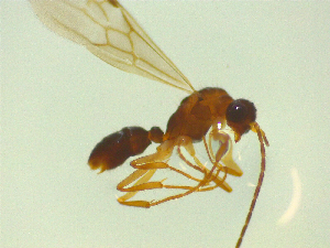  ( - NZAC03046924)  @11 [ ] No Rights Reserved (2025) Unspecified Landcare Research, New Zealand Arthropod Collection