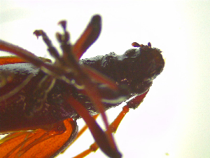  ( - NZAC03046983)  @11 [ ] No Rights Reserved (2025) Unspecified Landcare Research, New Zealand Arthropod Collection