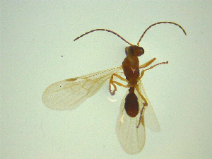  ( - NZAC03047006)  @11 [ ] No Rights Reserved (2025) Unspecified Landcare Research, New Zealand Arthropod Collection