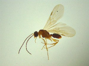  ( - NZAC03047009)  @11 [ ] No Rights Reserved (2025) Unspecified Landcare Research, New Zealand Arthropod Collection