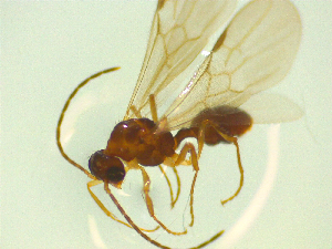  ( - NZAC03047034)  @11 [ ] No Rights Reserved (2025) Unspecified Landcare Research, New Zealand Arthropod Collection