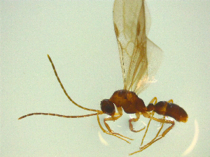  ( - NZAC03047036)  @11 [ ] No Rights Reserved (2025) Unspecified Landcare Research, New Zealand Arthropod Collection