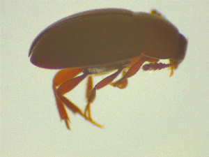  ( - NZAC03047056)  @11 [ ] No Rights Reserved (2025) Unspecified Landcare Research, New Zealand Arthropod Collection