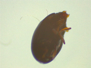  ( - NZAC03047081)  @11 [ ] No Rights Reserved (2025) Unspecified Landcare Research, New Zealand Arthropod Collection