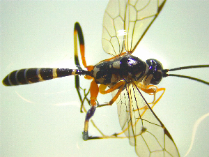  ( - NZAC03047139)  @11 [ ] No Rights Reserved (2025) Unspecified Landcare Research, New Zealand Arthropod Collection