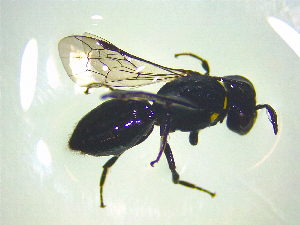  ( - NZAC03047140)  @11 [ ] No Rights Reserved (2025) Unspecified Landcare Research, New Zealand Arthropod Collection