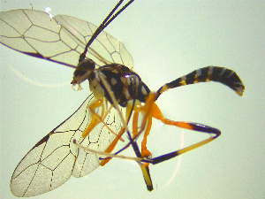  ( - NZAC03047170)  @11 [ ] No Rights Reserved (2025) Unspecified Landcare Research, New Zealand Arthropod Collection