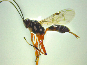  (Glabridorsum - NZAC03047202)  @11 [ ] No Rights Reserved (2025) Unspecified Landcare Research, New Zealand Arthropod Collection