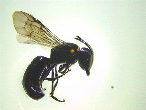  ( - NZAC03047241)  @11 [ ] No Rights Reserved (2025) Unspecified Landcare Research, New Zealand Arthropod Collection