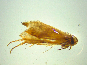  ( - NZAC03047268)  @11 [ ] No Rights Reserved (2025) Unspecified Landcare Research, New Zealand Arthropod Collection