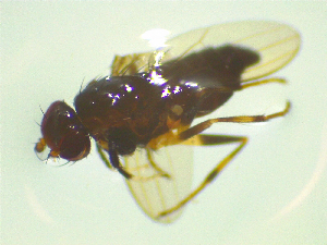  ( - NZAC03047304)  @11 [ ] No Rights Reserved (2025) Unspecified Landcare Research, New Zealand Arthropod Collection