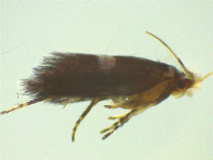  ( - NZAC03047339)  @11 [ ] No Rights Reserved (2025) Unspecified Landcare Research, New Zealand Arthropod Collection