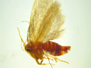  (Tingena armigerella - NZAC03047352)  @11 [ ] No Rights Reserved (2025) Unspecified Landcare Research, New Zealand Arthropod Collection