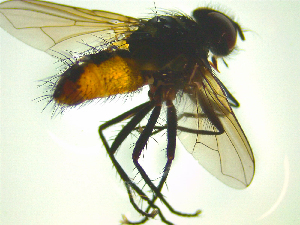  ( - NZAC03047353)  @11 [ ] No Rights Reserved (2025) Unspecified Landcare Research, New Zealand Arthropod Collection