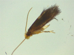  ( - NZAC03047401)  @11 [ ] No Rights Reserved (2025) Unspecified Landcare Research, New Zealand Arthropod Collection