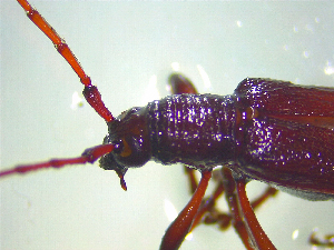  ( - NZAC03047584)  @11 [ ] No Rights Reserved (2025) Unspecified Landcare Research, New Zealand Arthropod Collection