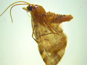  ( - NZAC03047598)  @11 [ ] No Rights Reserved (2025) Unspecified Landcare Research, New Zealand Arthropod Collection