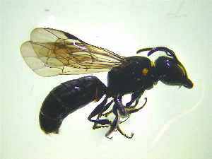  ( - NZAC03047605)  @11 [ ] No Rights Reserved (2025) Unspecified Landcare Research, New Zealand Arthropod Collection