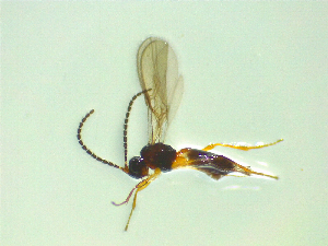  ( - NZAC03047606)  @11 [ ] No Rights Reserved (2025) Unspecified Landcare Research, New Zealand Arthropod Collection