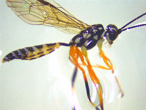  ( - NZAC03047608)  @11 [ ] No Rights Reserved (2025) Unspecified Landcare Research, New Zealand Arthropod Collection