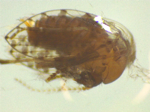  ( - NZAC03047627)  @11 [ ] No Rights Reserved (2025) Unspecified Landcare Research, New Zealand Arthropod Collection