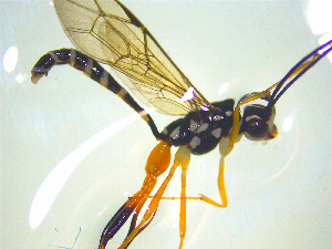  ( - NZAC03047629)  @11 [ ] No Rights Reserved (2025) Unspecified Landcare Research, New Zealand Arthropod Collection