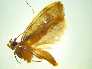  ( - NZAC03047648)  @11 [ ] No Rights Reserved (2025) Unspecified Landcare Research, New Zealand Arthropod Collection