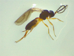  ( - NZAC03047687)  @11 [ ] No Rights Reserved (2025) Unspecified Landcare Research, New Zealand Arthropod Collection