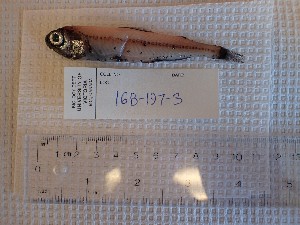  (Symbolophorus californiensis - 16B_197_3)  @11 [ ] CC - Attribution Non-Commercial Share-Alike (2022) Catherine Stevens University of Victoria