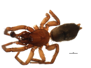  ( - 07PROBE-06506)  @12 [ ] CreativeCommons - Attribution (2009) CBG Photography Group Centre for Biodiversity Genomics