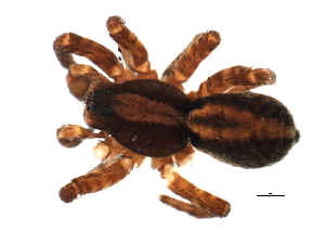  ( - 07PROBE-06540)  @13 [ ] CreativeCommons - Attribution (2009) CBG Photography Group Centre for Biodiversity Genomics