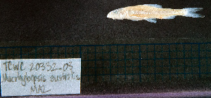  (Macrhybopsis australis - MA2_STN58)  @11 [ ] CreativeCommons - Attribution Share-Alike (2025) Kevin W Conway Texas A&M University, College Station