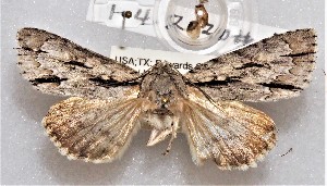  ( - CCDB-34761-B03)  @12 [ ] CreativeCommons - Attribution Non-Commercial Share-Alike (2012) CBG Photography Group Centre for Biodiversity Genomics