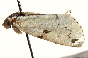  ( - BIOUG26825-G03)  @12 [ ] CreativeCommons - Attribution (2016) CBG Photography Group Centre for Biodiversity Genomics